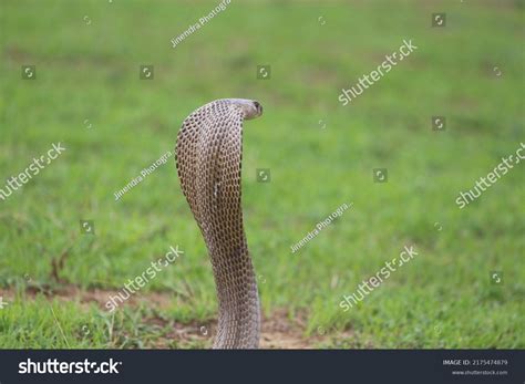 Indian Cobra Known Spectacled Cobra Asian Stock Photo 2175474879