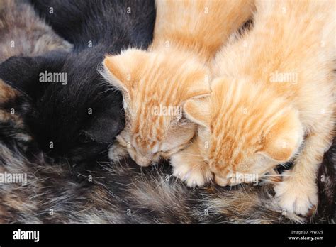 Horizontal photo of three young kittens breastfeeding from tortoishell