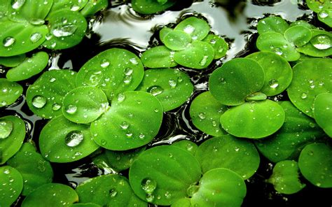 Download Rain Green Nature Plant Hd Wallpaper