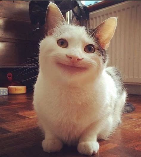 Meme Gato Sonriendo Memes Divertidos