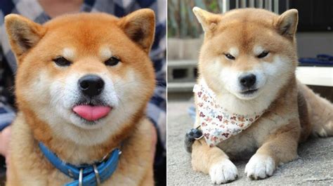 Ryuji The Shiba Inus Endless Expressions Will Melt Your Heart