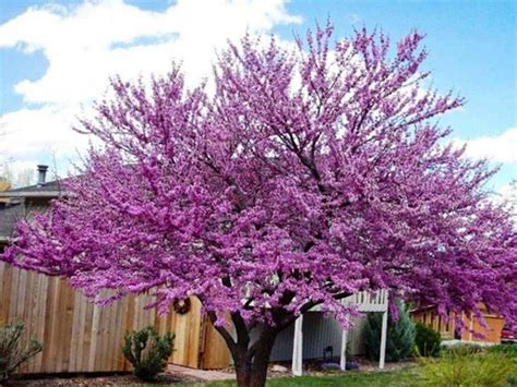 Just outside the south entrance immediately adjacent to the entrance is an unusual specimen of: Redbud Tree Varieties in 2020 | Redbud tree varieties ...