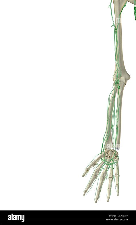The Lymph Supply Of The Upper Limb Stock Photo Alamy