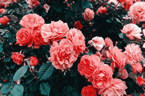 Red Flower Aesthetic Tumblr References Mdqahtani