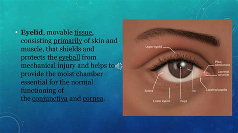 Solution Anatomy Of Eyelids Studypool