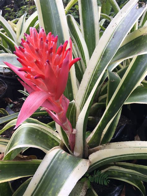 Variegated Bromeliad Pink Lawns And Landscapes