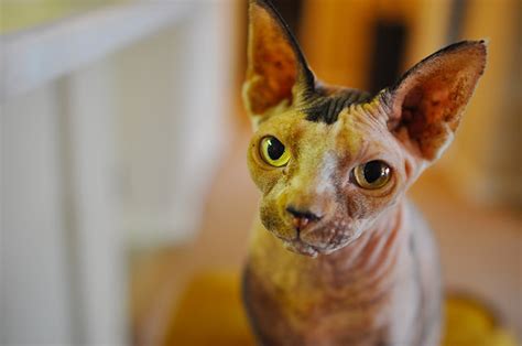 6 Fun Facts About Hairless Cats