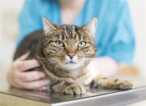 One such issue revolves around intestinal parasites. Intestinal Parasite (Coccidia) in Cats | petMD