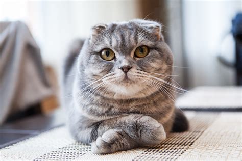 20 Cat Breeds That Get Along With Other Cats Story Telling Co