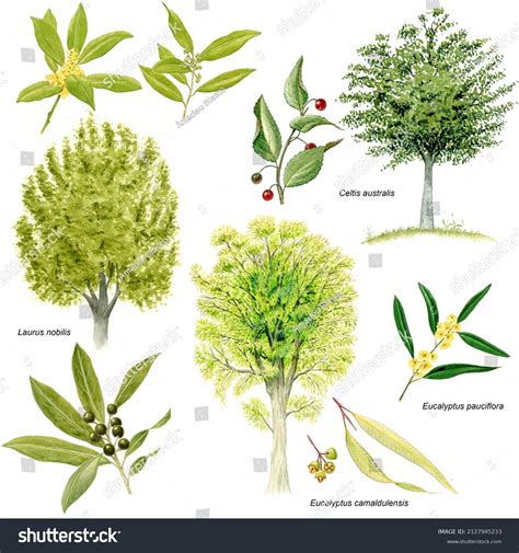Botany Phanerogams Examples Various Trees Detail Stock Illustration
