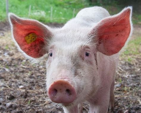 The First Ever Pigs Skin Transplant On Humans Is About To Happen