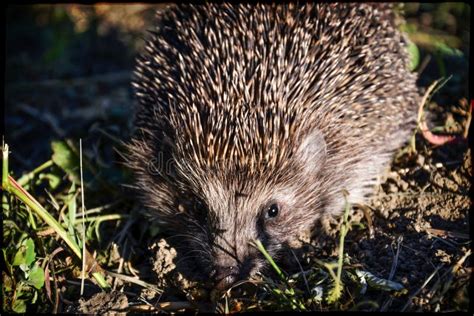 Hedgehog In The Garden Stock Photo Image Of Front Full 110767448
