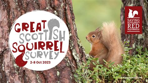 Get Involved In Scotlands Fifth Annual Great Scottish Squirrel Survey