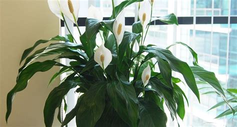 Le piante sempreverdi sono perfette in giardino e in casa. Spatifillo - Spathiphyllum - Spathiphyllum - Piante da ...