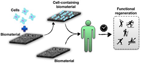 Biomaterials For Organ And Tissue Repair · Frontiers For Young Minds