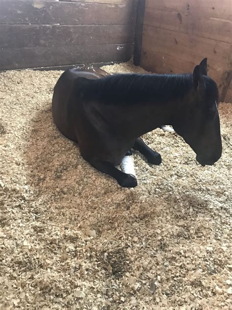 How Long It Takes A Horse To Give Birth The Foaling Process