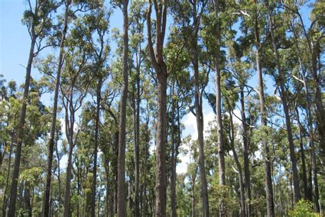 Jarrah Trees Hoffman State Forest Wa Abc News Australian
