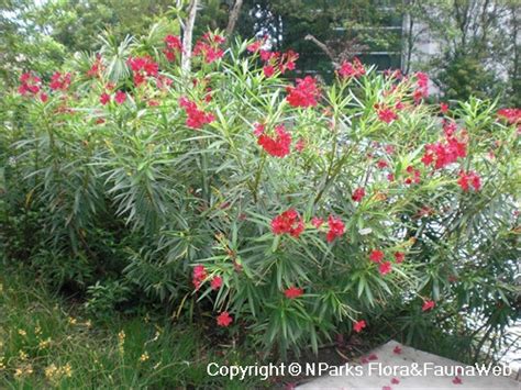 Nparks Nerium Oleander