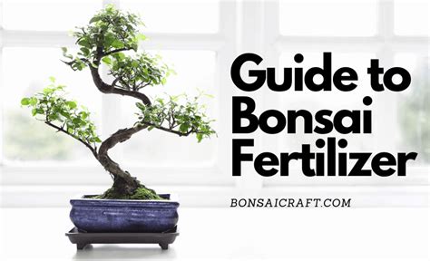Guide To Bonsai Fertilizer Best Fertilizers To Grow Your Bonsai Tree