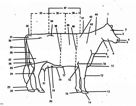 Dairy Cow Parts Farm House