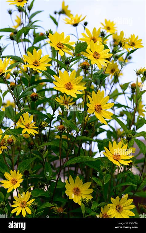 Evren Stel Yellow Perennial Flowers Identification Tall Perennial