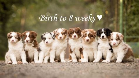 Birth To 8 Weeks Australian Shepherd Puppies ♥ Youtube