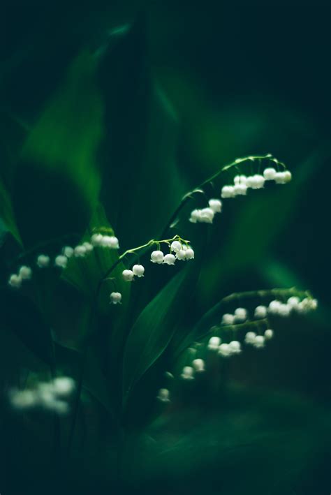 Lily Of The Valley Photo Meadow Flowers Print Floral Photography