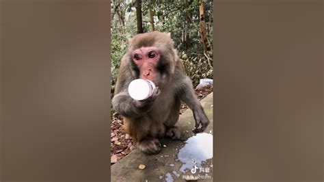 Adorable Baby Monkeys 🙊 Monkey Lyly 😍 Tik Tok Animals109 Youtube