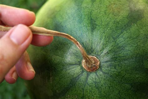 How To Tell Your Watermelon Is Ripe 8 Ways