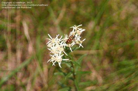 Plant Identification Closed White Wildflower Id 1 By Neefman