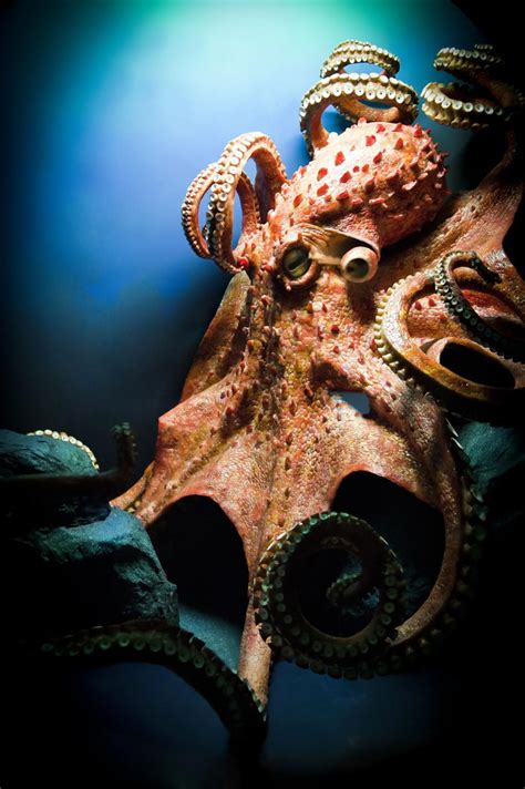 The Giant Pacific Octopus Has Three Hearts Nine Brains And Blue Blood
