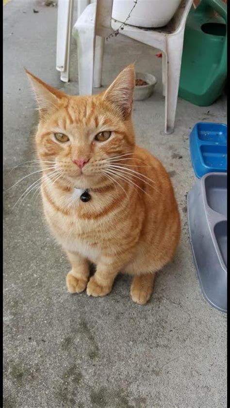 Lost Orange Tabby In Lutherville Lutherville Md Patch