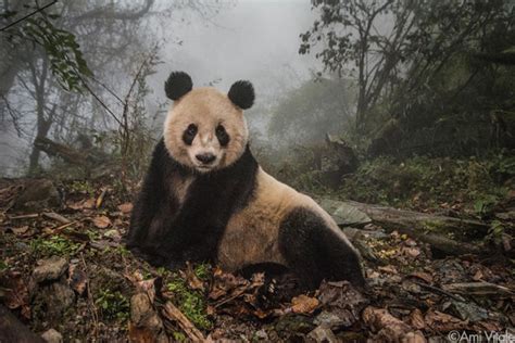 Getting The Perfect Panda Photo Requires A Pee Soaked Costume This