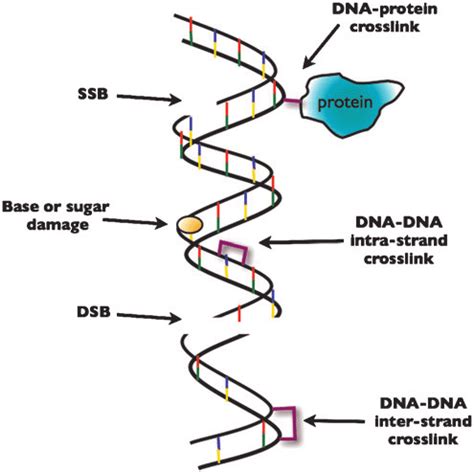 Introduction To Radiation Induced DNA Damage Ionizing Radiation Causes Download Scientific