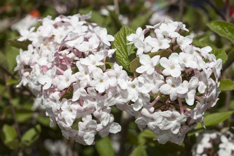 Best Shrubs With White Flowers