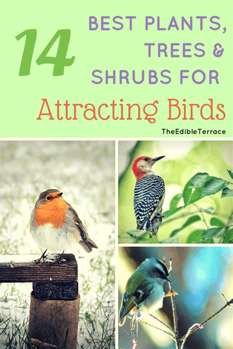 Do You Want To Attract Birds To Your Yard Naturally Here Are The Top