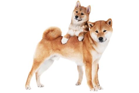 To receive alerts, please allow web browser notification permission. The Cost of Shiba Inu Puppies & Adult Dogs (with ...