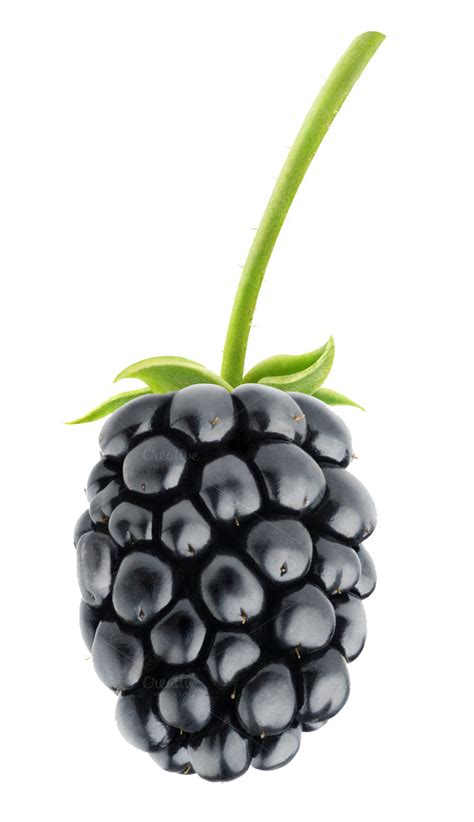 Blackberry Fruit Png Images Transparent Free Download Pngmart
