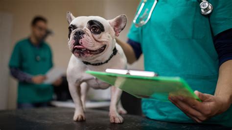 Maybe you would like to learn more about one of these? Top 10 Reasons Pets Visit Vets | Pet Health Insurance & Tips