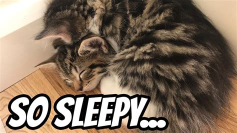 Why Do Cats Sleep So Much How Long Do Kittens Sleep Guide To Cat