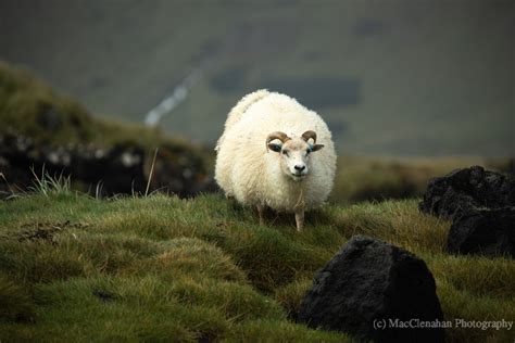 Icelandic Sheep Macclenahan Photography