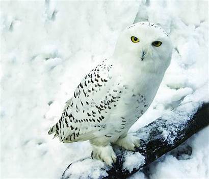 Owl Arctic Animals Snowy Owls Wallpapers Animal