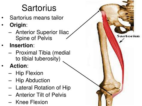 Ppt Hip Flexors And Hip Extensors Powerpoint Presentation Free