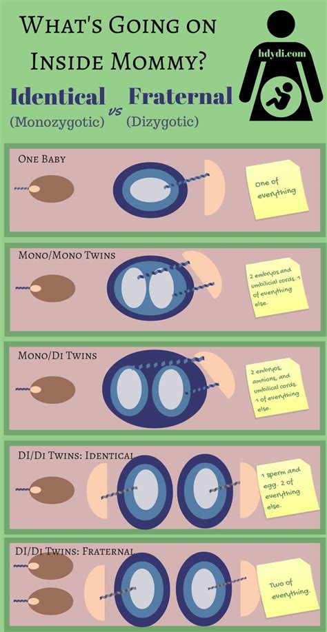 Identical Vs Fraternal Explaining Your Twin Ultrasound Twins