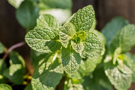 Mint A Hardy Plant That Needs Control In 2021 Hardy