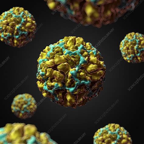 Rhinoviruses (rvs) are small (30 nm). Human rhinovirus 14, artwork - Stock Image - F007/7814 ...