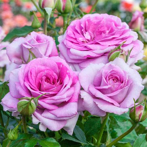 Violets Pride Downton Abbey Floribunda Rose
