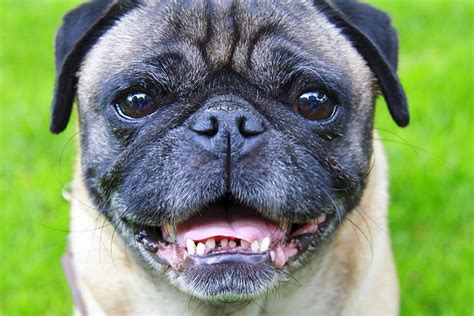 Best Pug Teeth Stock Photos Pictures And Royalty Free Images Istock
