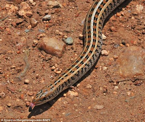 Wildlife Photographer Captures First Pictures Of Skink Lizard With Tiny