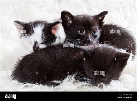 Kitten Watching Its Siblings Stock Photo Alamy